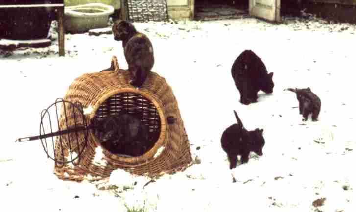 Katzen im Schnee