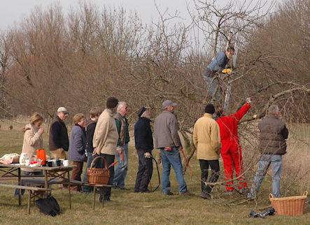 gutes Wetter beim Obstbaumschnitt