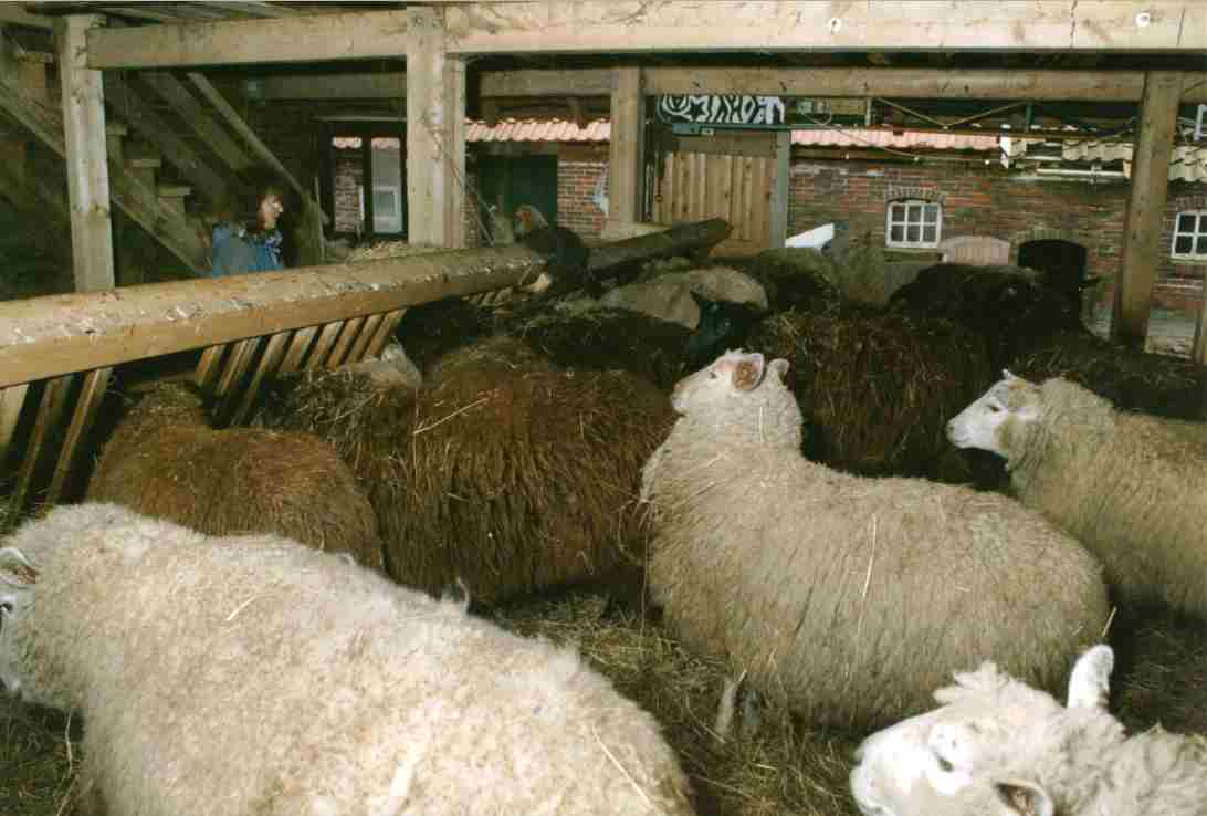 sheep in their stable