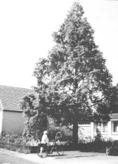 Ein Urwelt-Mammutbaum